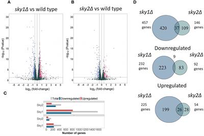 Integrated analysis of SR-like protein kinases Sky1 and Sky2 links signaling networks with transcriptional regulation in Candida albicans